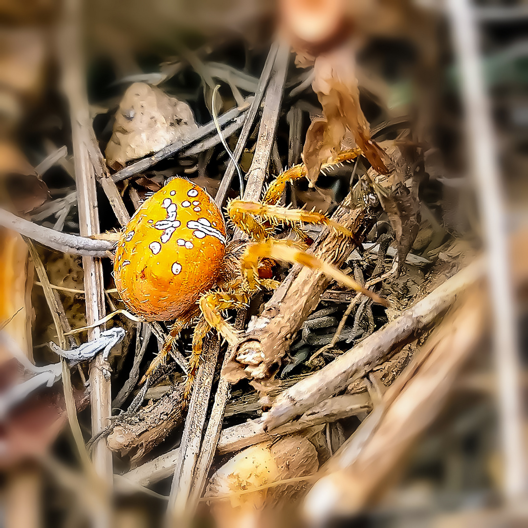 Die Gartenbesucherin