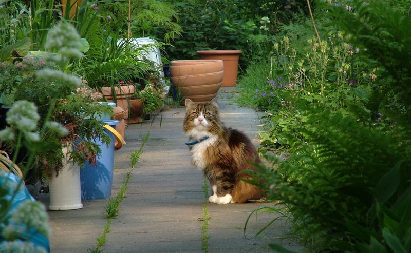 Die Gartenbewacherin