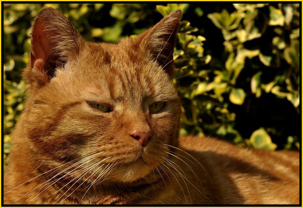 Die Gartenkatze Maykel