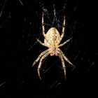 Die Gartenkreuzspinne (Araneus diadematus)