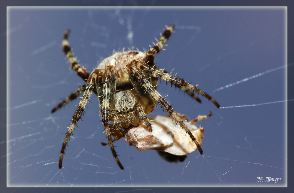 Die Gartenkreuzspinne (Araneus diadematus) . . .