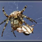 Die Gartenkreuzspinne (Araneus diadematus) . . .