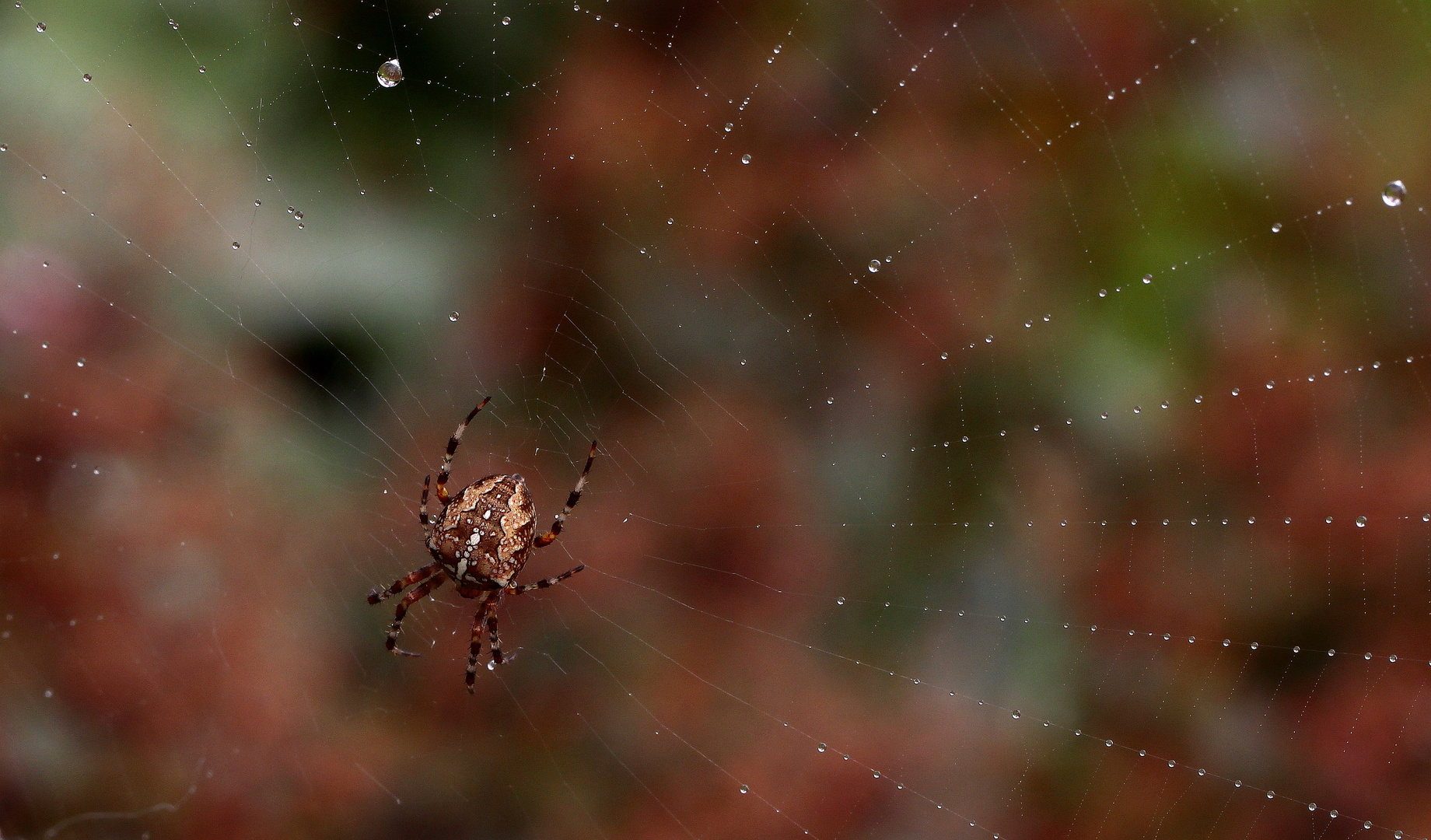 die Gartenkreuzspinne (Araneus diadematus)...