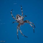 Die Gartenkreuzspinne (Araneus diadematus)