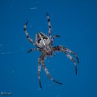 Die Gartenkreuzspinne (Araneus diadematus)