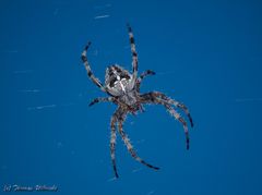 Die Gartenkreuzspinne (Araneus diadematus)