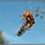 Die Gartenkreuzspinne und sein Opfer