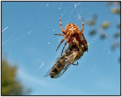 Die Gartenkreuzspinne und sein Opfer