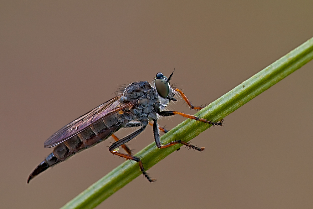 Die Gartenraubfliege