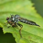 Die Gartenraubfliege ...