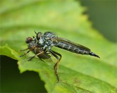 Die Gartenraubfliege ...