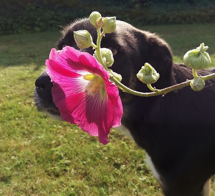 Die Gartenschnüfflerin 