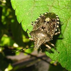 Die Gartenwanze (Rhaphigaster nebulosa)