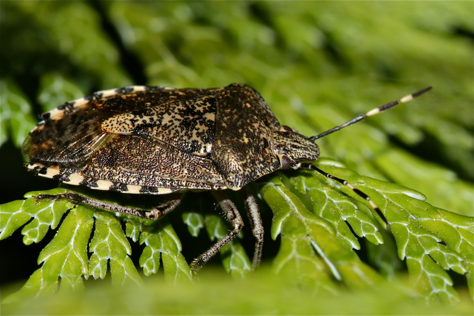 Die Gartenwanze (Rhaphigaster nebulosa), FOTO FÜR CLAUDIA (Haron Jones)