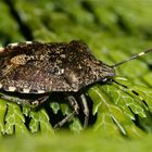 Die Gartenwanze (Rhaphigaster nebulosa), FOTO FÜR CLAUDIA (Haron Jones)