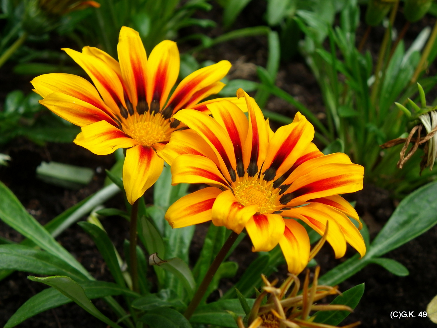 Die Gazania rigens auch Mittagsgold oder Sonnentaler genannt .