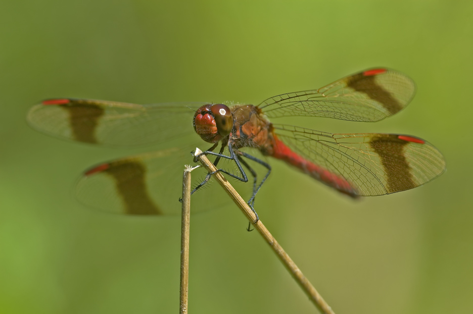 Die Gebänderte Heidelibelle (Sympetrum pedemontanum)...