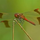 Die Gebänderte Heidelibelle (Sympetrum pedemontanum)...