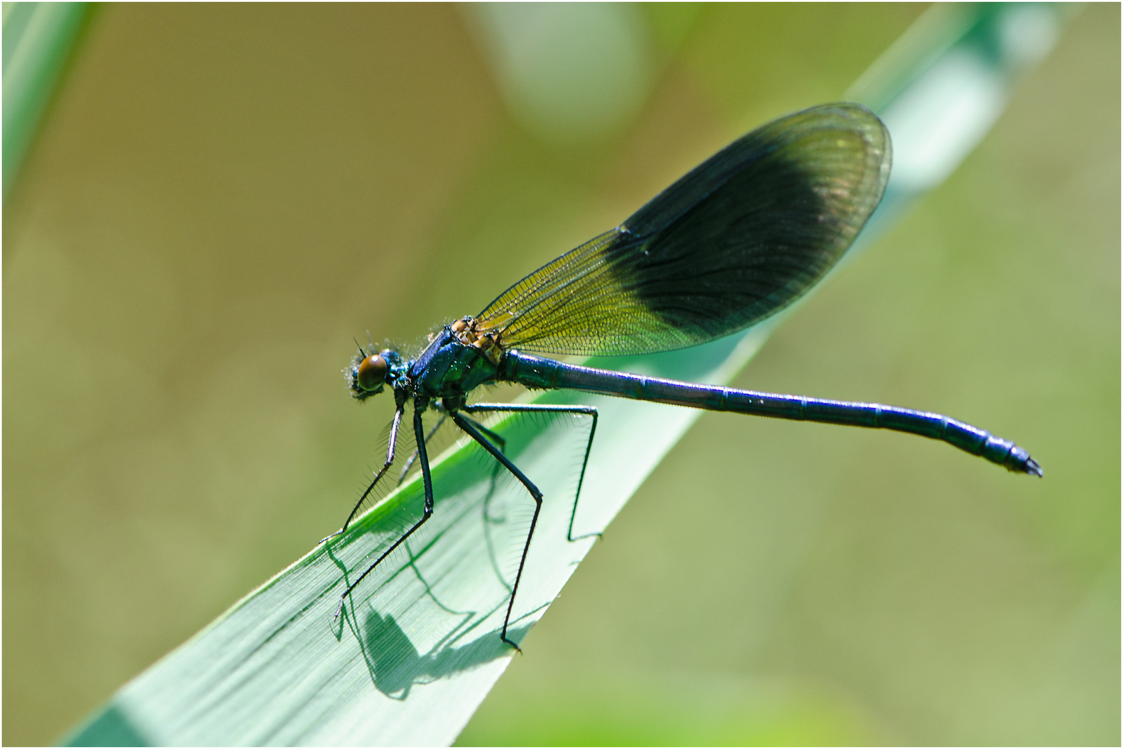 Die "Gebänderte Prachtlibelle" (Calopteryx splendens) (1) . . .