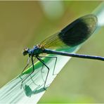 Die "Gebänderte Prachtlibelle" (Calopteryx splendens) (1) . . .