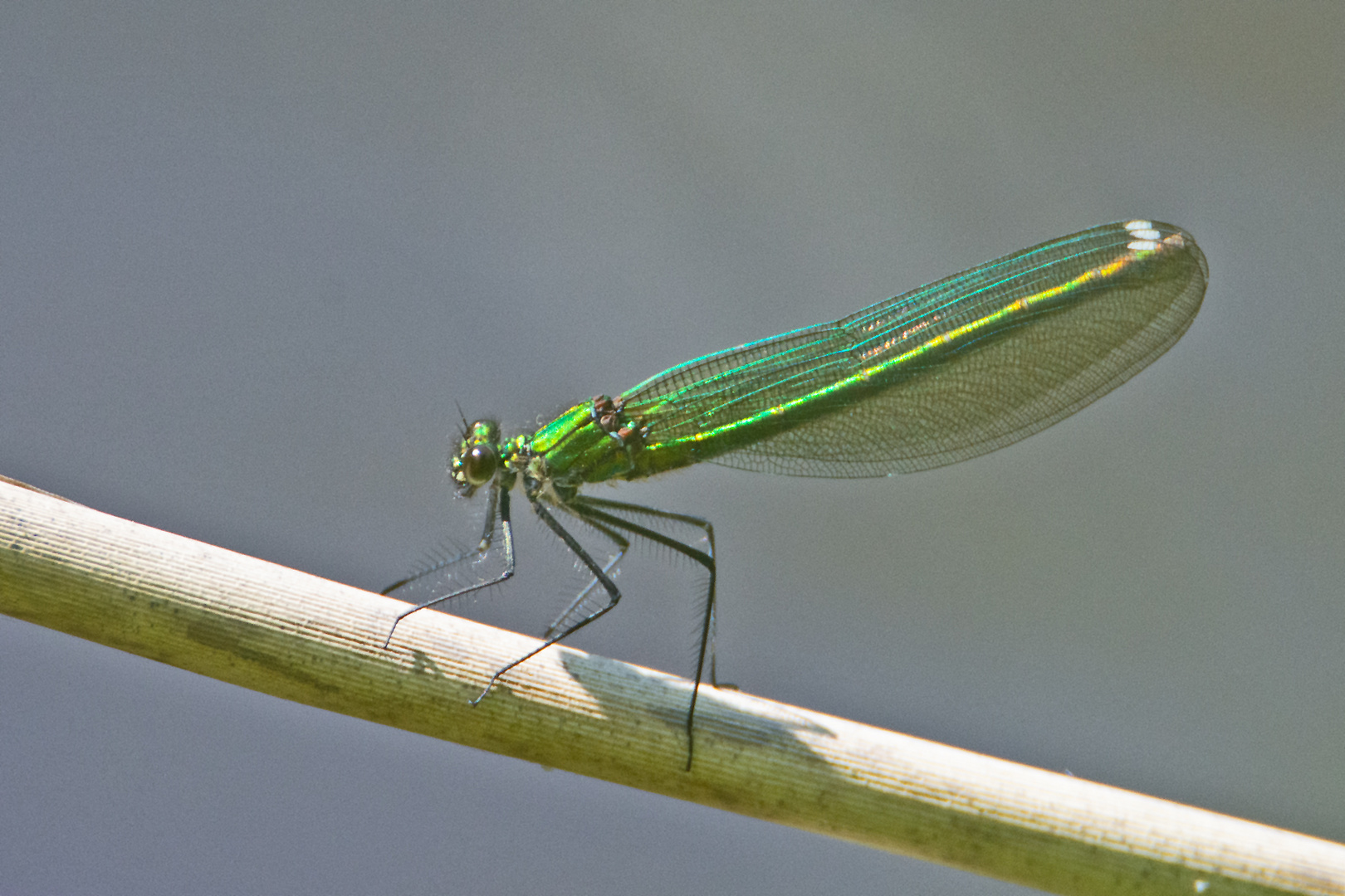  Die "Gebänderte Prachtlibelle" (Calopteryx splendens) (2) . . .