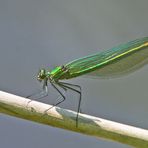  Die "Gebänderte Prachtlibelle" (Calopteryx splendens) (2) . . .