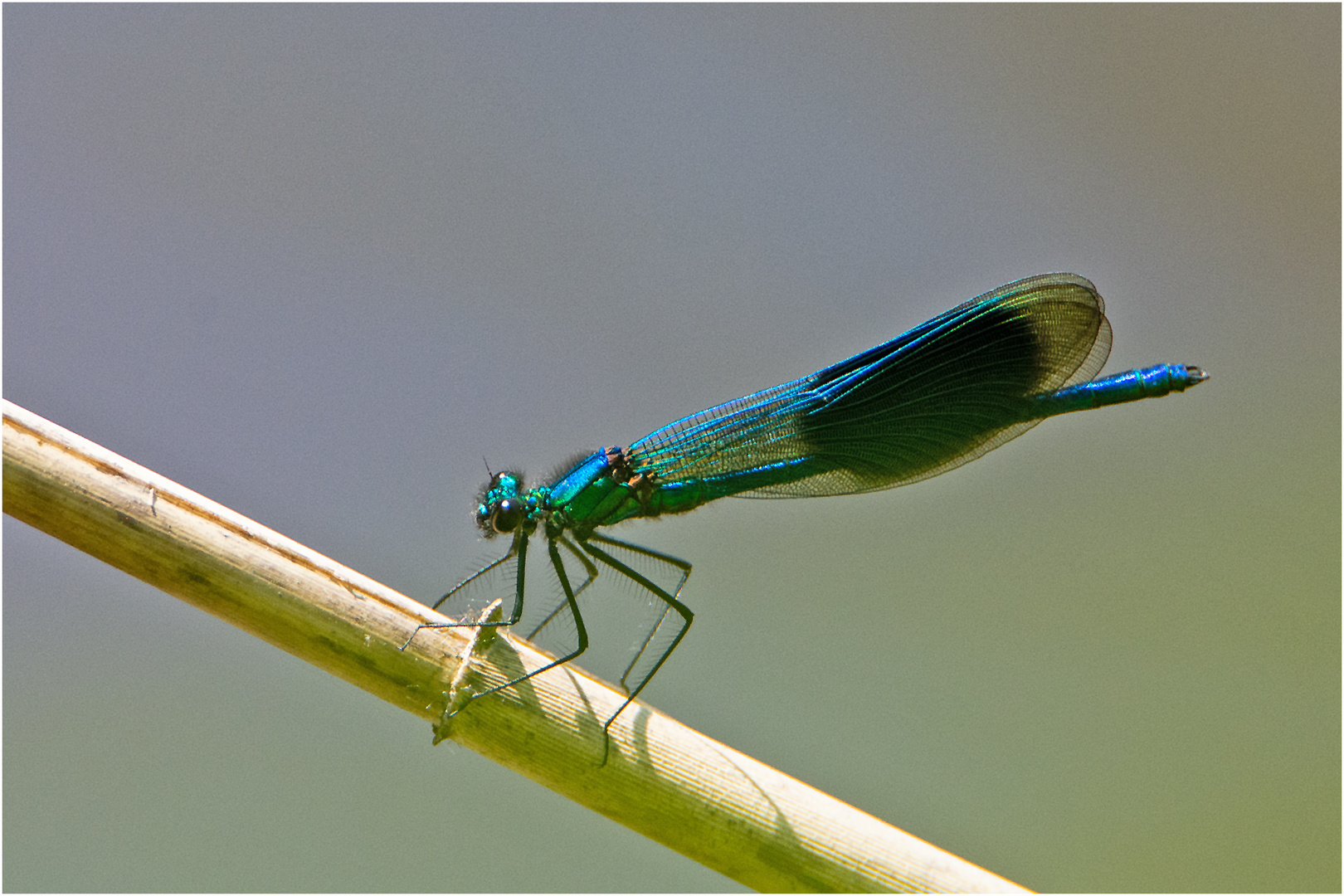 Die "Gebänderte Prachtlibelle" (Calopteryx splendens) (4) . . .