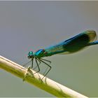 Die "Gebänderte Prachtlibelle" (Calopteryx splendens) (4) . . .