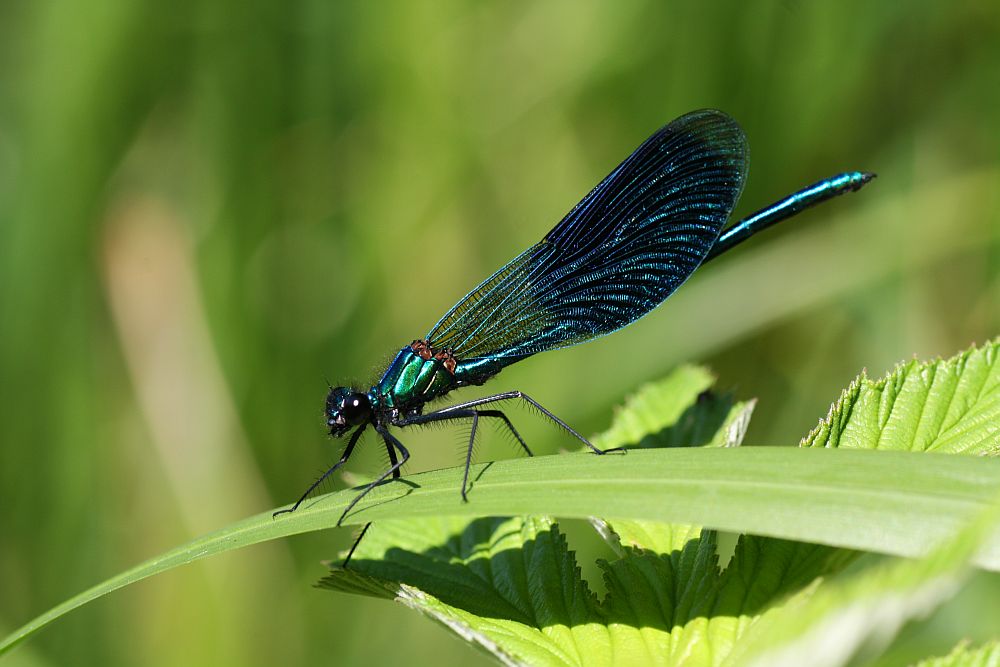 Die Gebänderte Prachtlibelle (Calopteryx splendens)...