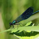 Die Gebänderte Prachtlibelle (Calopteryx splendens)...