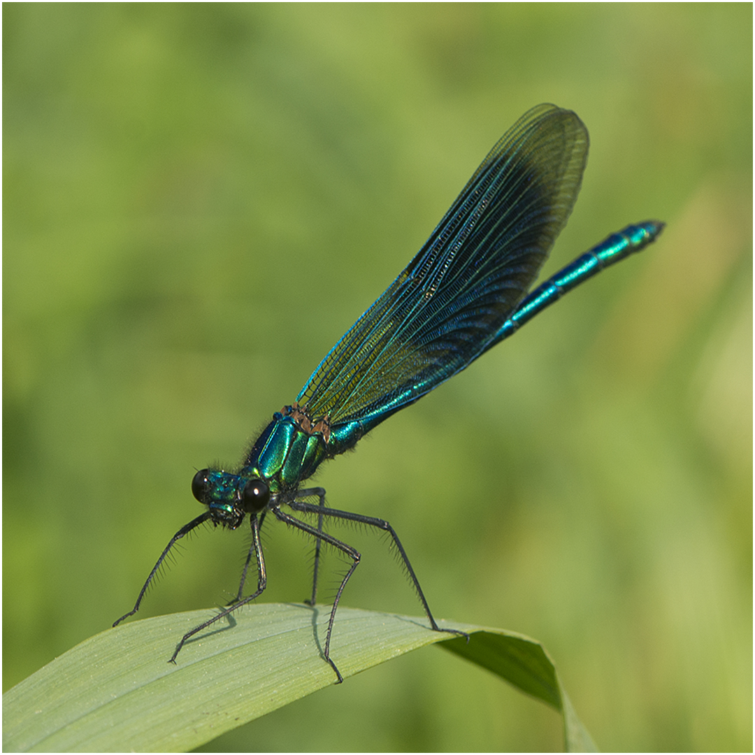 Die Gebänderte Prachtlibelle (Calopteryx splendens) hat . . .