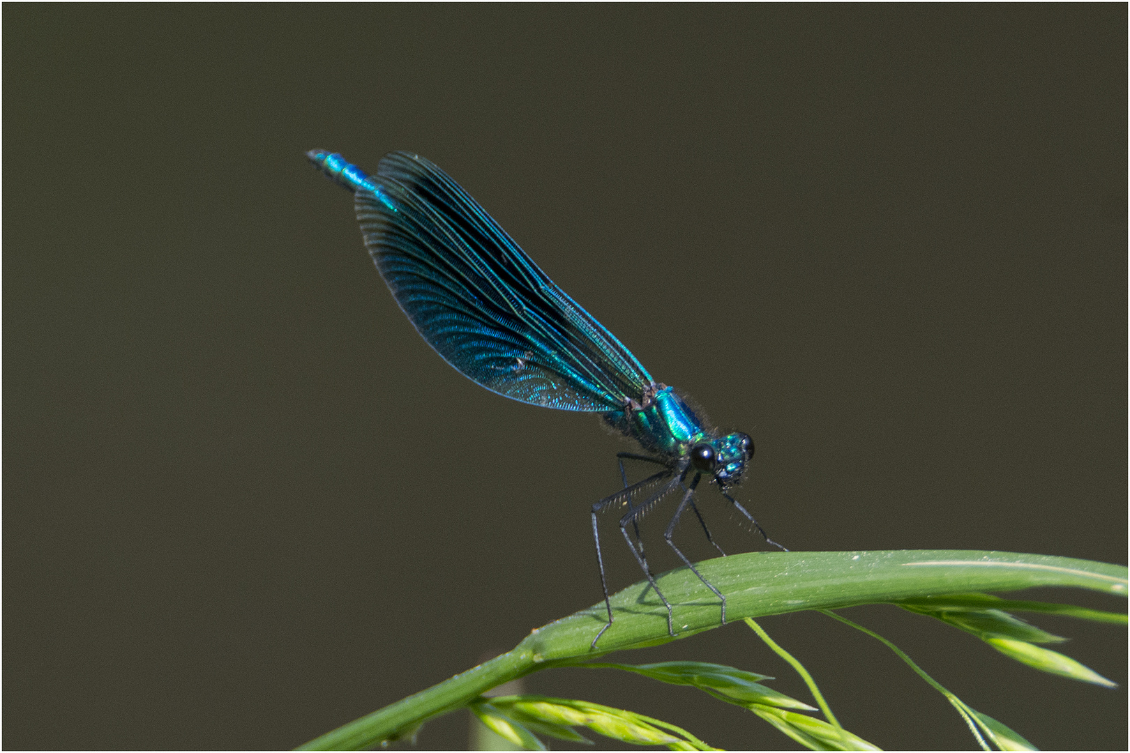 Die Gebänderte Prachtlibelle (m) (Calopteryx splendens) war . . .