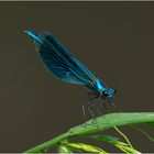 Die Gebänderte Prachtlibelle (m) (Calopteryx splendens) war . . .