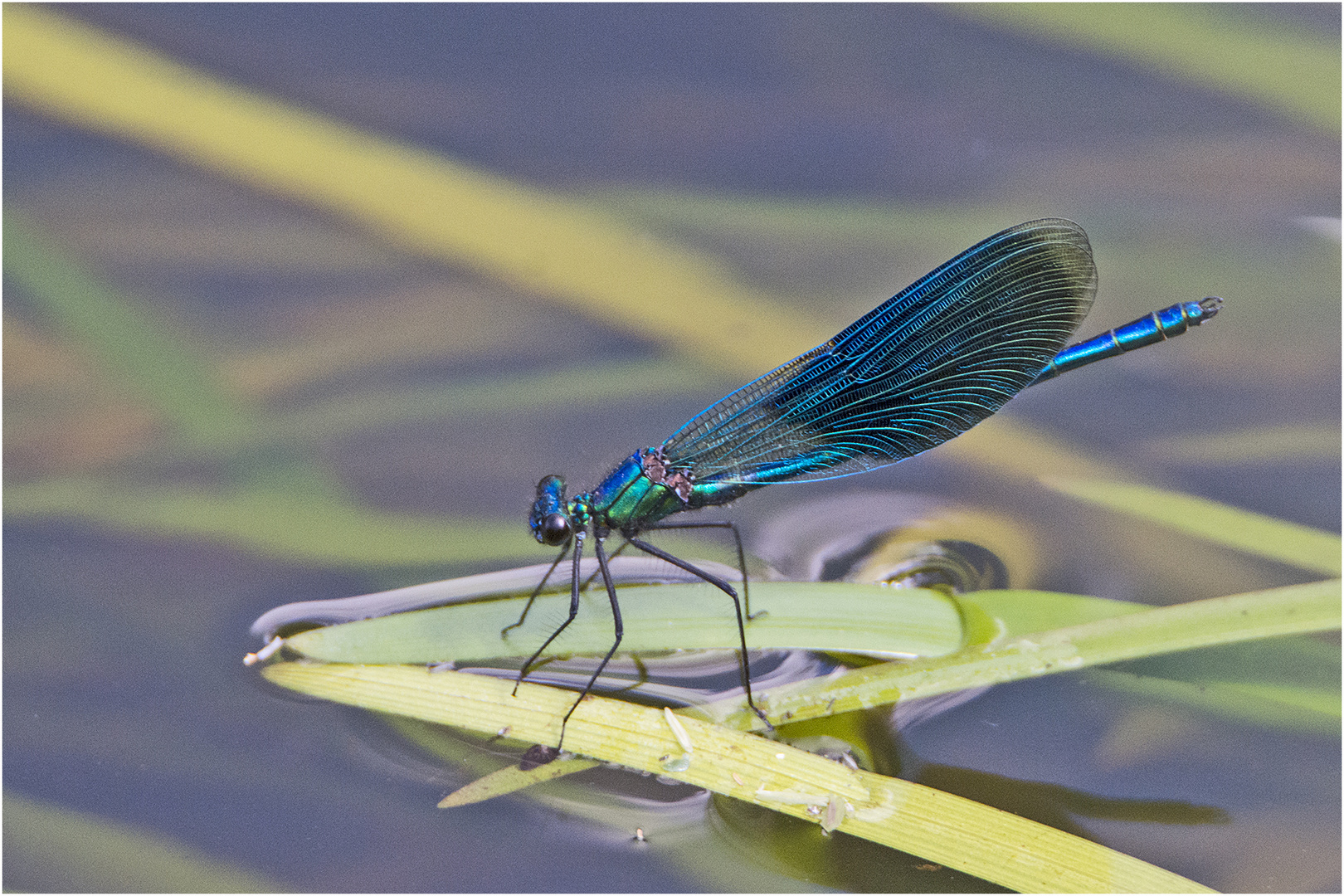 Die Gebänderten Prachtlibellen (Calopteryx splendens) benötigen  . . .