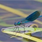 Die Gebänderten Prachtlibellen (Calopteryx splendens) benötigen  . . .