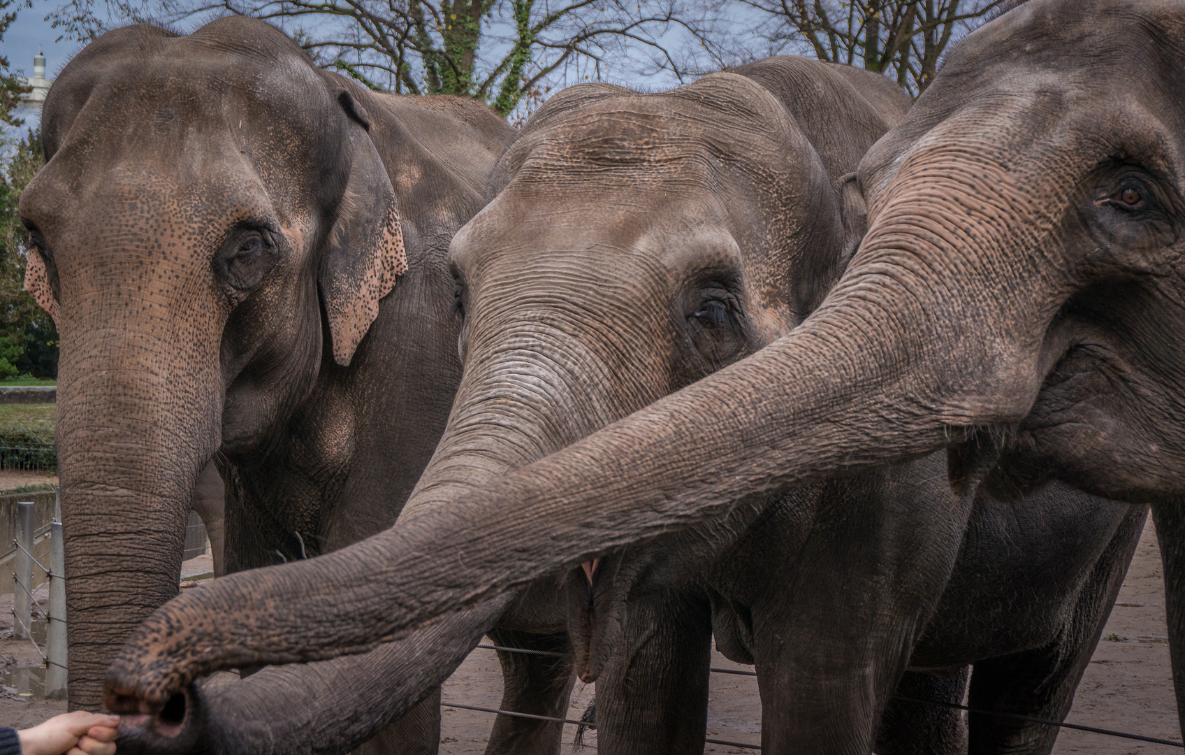 die gebende Hand - Tierpark Hagenbeck/Hamburg