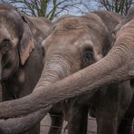 die gebende Hand - Tierpark Hagenbeck/Hamburg