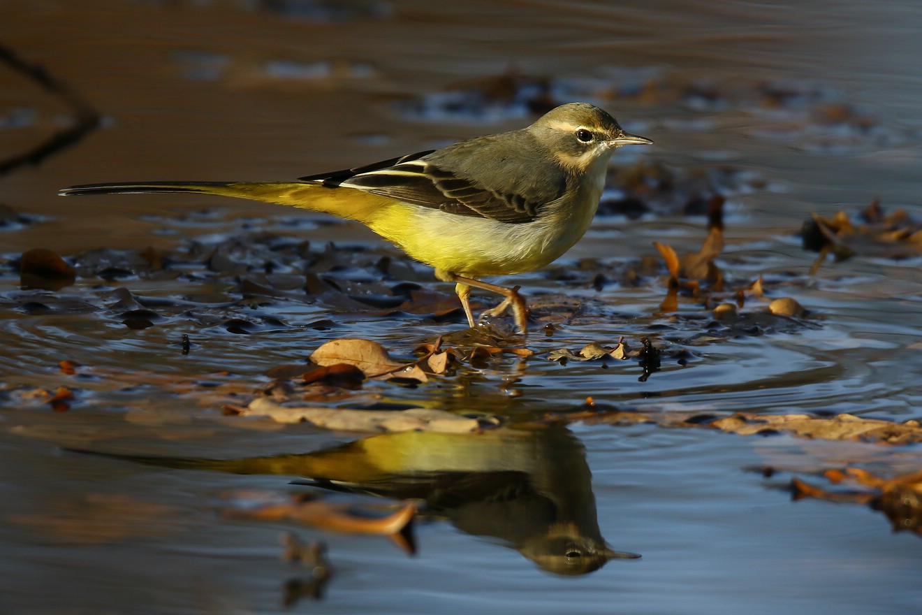 die Gebirgsstelze 