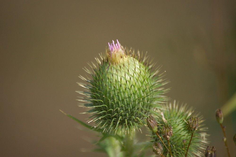 Die Geburt der Distel