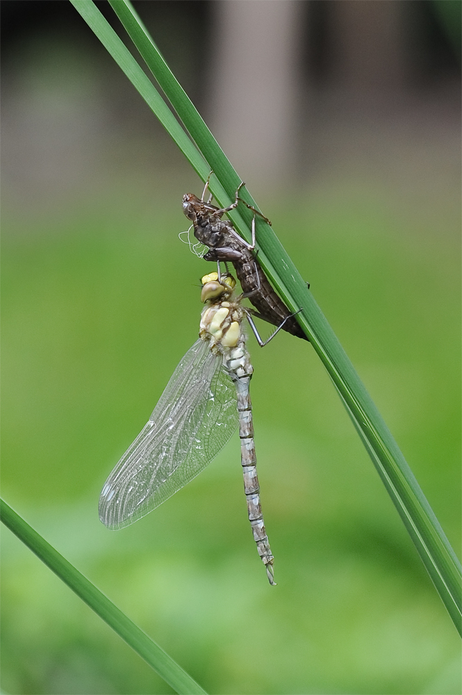 Die Geburt der Libelle