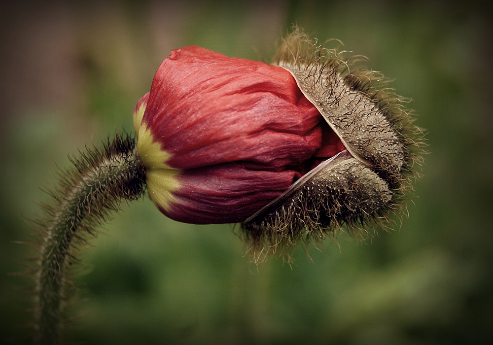 Die Geburt der Mohnblüte