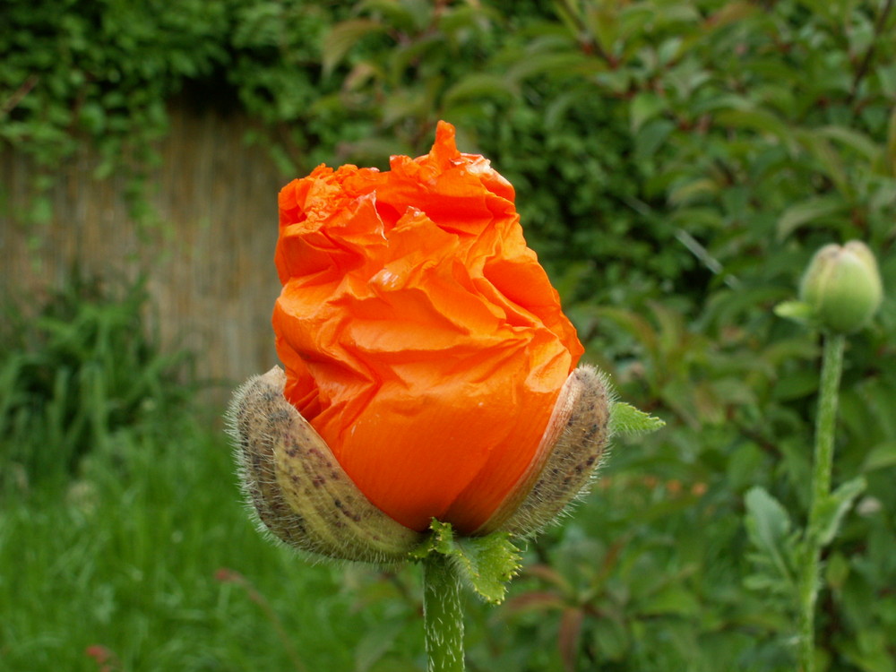 Die Geburt des Mohn Teil 2