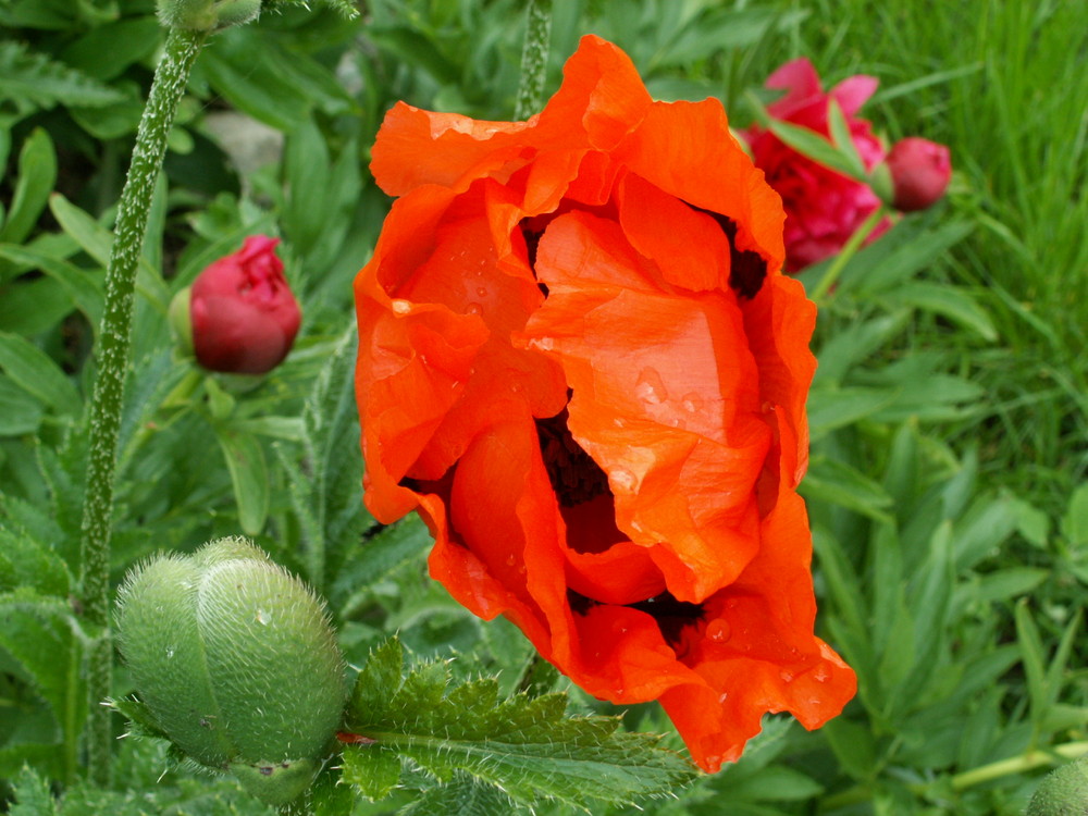 Die Geburt des Mohn Teil 3