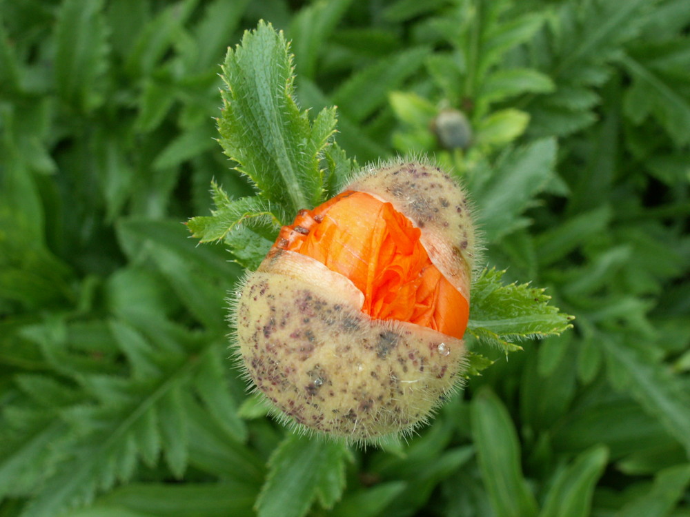 Die Geburt des Mohn Teil1