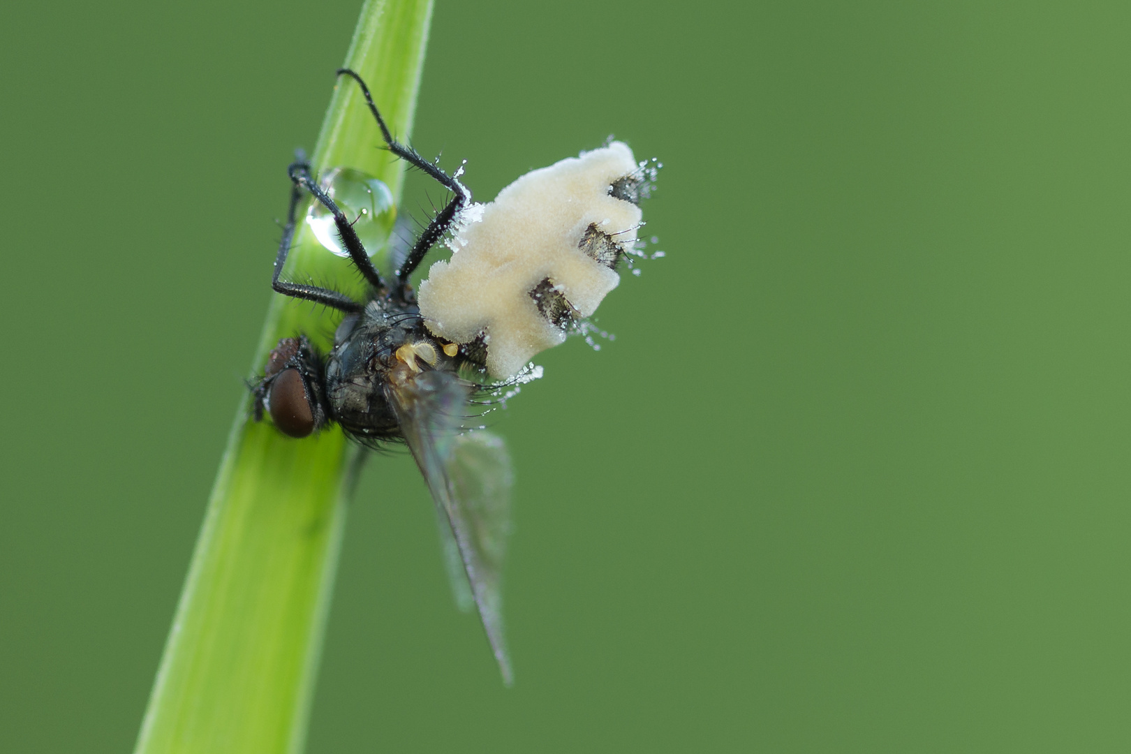 Die Geburt einer Fliege