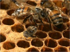Die Geburt einer Honigbiene