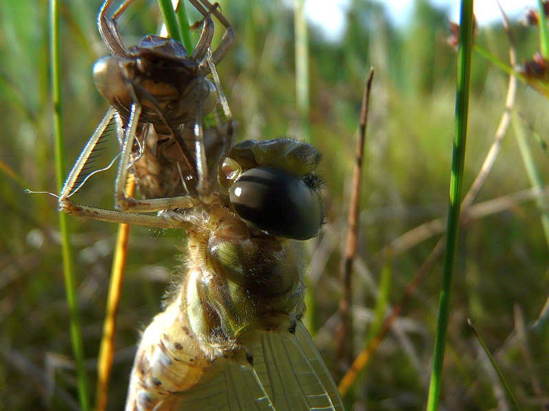 Die Geburt einer Libelle (4)