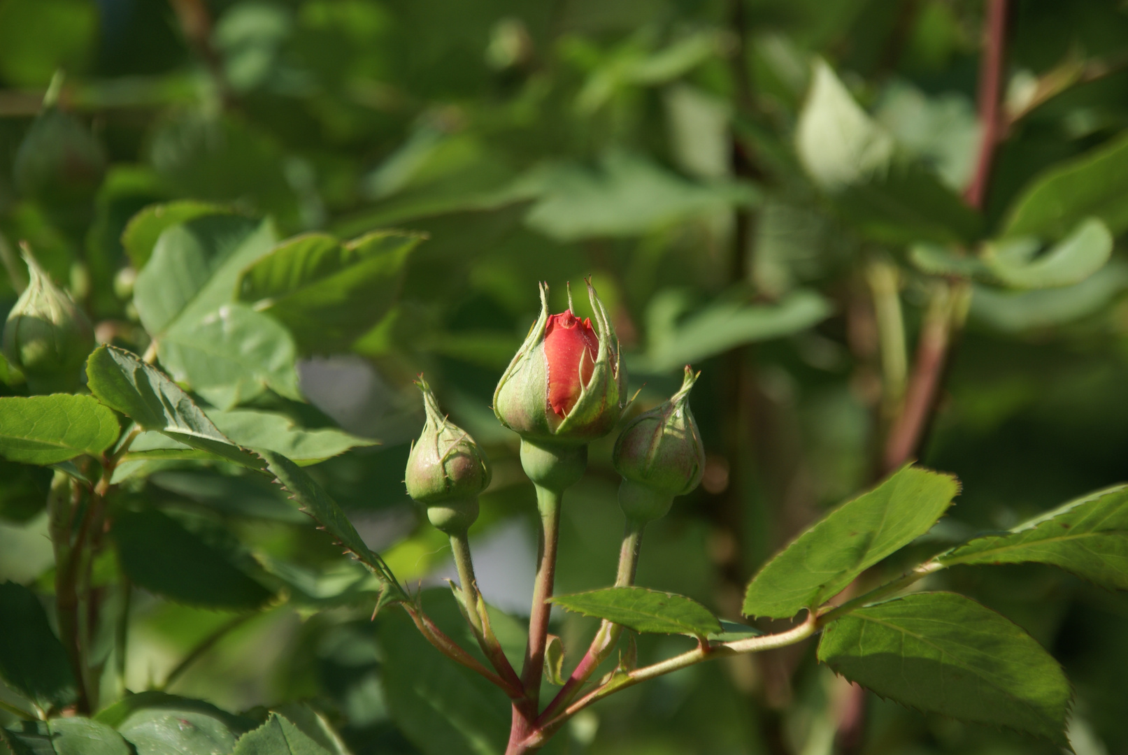 Die Geburt einer Rose