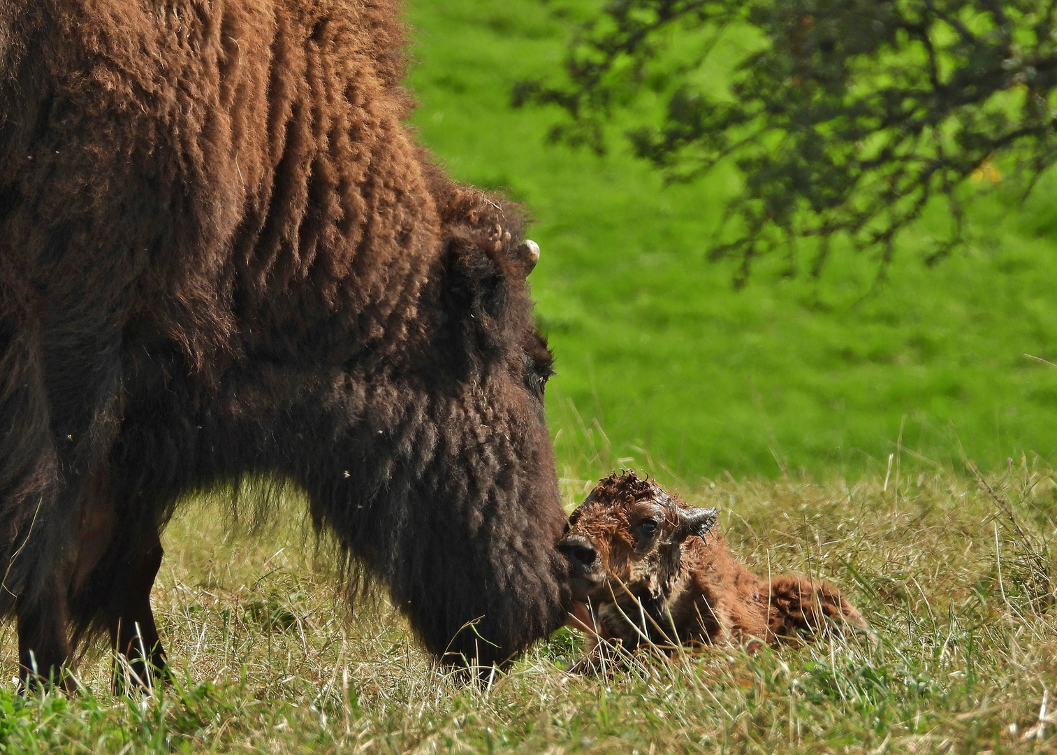 Die Geburt eines Bison-Kalbes_01