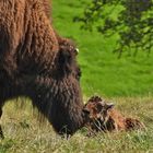 Die Geburt eines Bison-Kalbes_01